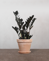 type=Terracotta krukke/color=Terracotta