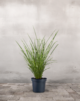 type=Ingen krukke/color=Ingen farve