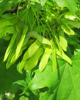 Kuglespidsløn, Acer plat. 'Globosum' - 300-350 cm