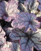 Alunrod, Heuchera 'Sugar Plum' – 12 cm potte