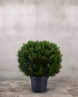 Japansk Kristtorn, Ilex Crenata 'Kugle' - 50-60 cm