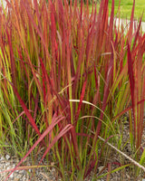 Blodgræs, Imperata cylindrica 'Red Baron' - 60-80 cm