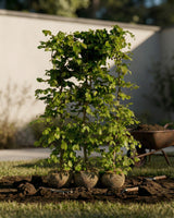 Bøg 'Fagus Sylvatica', Topkvalitet Færdighæk