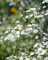 Brudeslør, Gypsophila paniculata – 12 cm potte