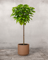 type=Simple krukke/color=Pale Terracotta