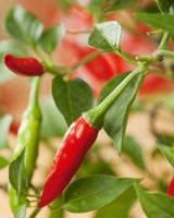 Chili 'Apache'