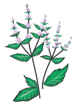 Chokolademynte, Mentha x piperita 'Chocolate' - 15-25 cm