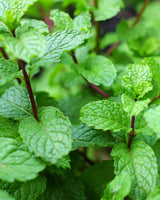 Cocktailkassen - Altankasse m. vandreservoir