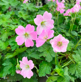 Storkenæb, Geranium Hybrid 'Dreamland' - 12 cm potte