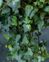 Efeu, Hedera hibernica - 15-25 cm