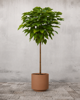 type=Simple krukke/color=Pale Terracotta