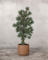 type=Simple krukke/color=Pale Terracotta