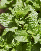 Hvidstribet Japansk Star, Carex morrowii 'Ice Dance' - 15-25 cm