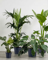 type=Ingen krukke/color=Ingen farve