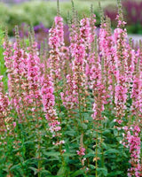 Kattehale, Lythrum salicaria 'Blush' – 12 cm potte