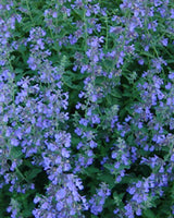 Katteurt Nepeta faassenii 'Blue Wonder' - 1L Potte