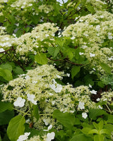 Klatrehortensia, Hydrangea anomala subsp. petiolaris - 80-100 cm