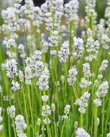 Hvid Lavendel - 15-25 cm