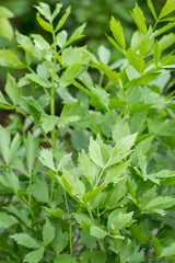 Løvstikke, Levisticum officinale - 30-50 cm