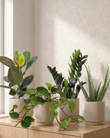 Lille Luftrensende Plantepakke