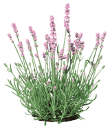 Lyserød Lavendel - 15-25 cm