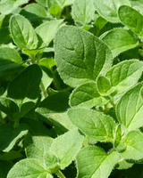 Oregano - 15-25 cm