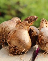 Tulipan 'Daydream' - 5 stk blomsterløg