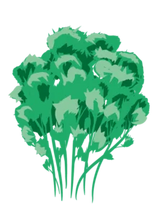 Bredbladet Persille - 15-25 cm