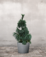 type=Greenify Udendørskrukke/color=Grå