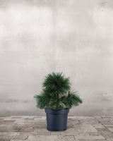 type=Ingen krukke/color=Ingen farve