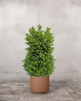 type=Simple krukke/color=Pale Terracotta