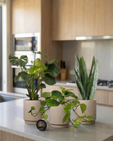 type=Simple Pot Clay/color=Light Sand