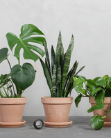 Terracotta krukke med underfad - Terracotta - Ø11