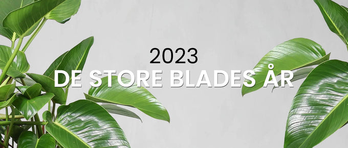 De største plantetrends i 2023