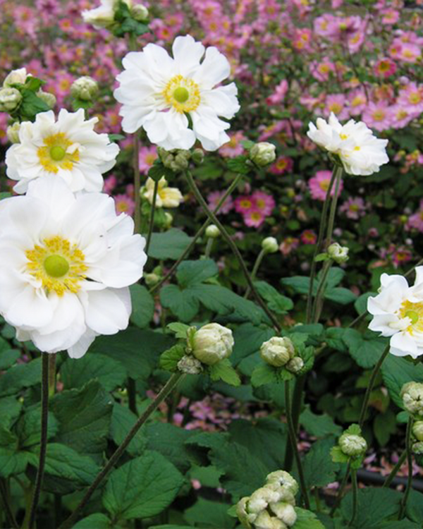 Sådan forbereder du dine stauder til forårets blomstring