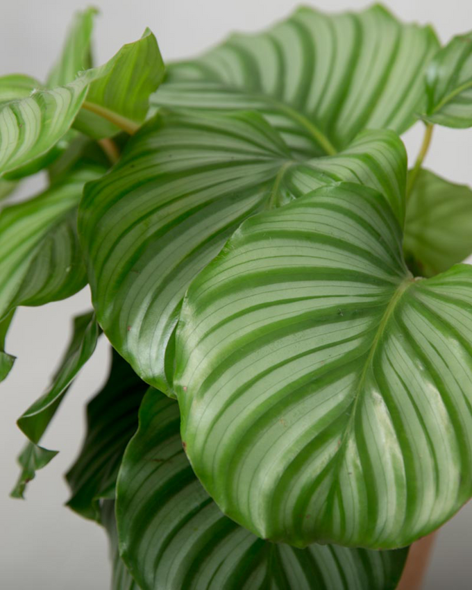 Pasningsvejledning for Calathea Orbifolia