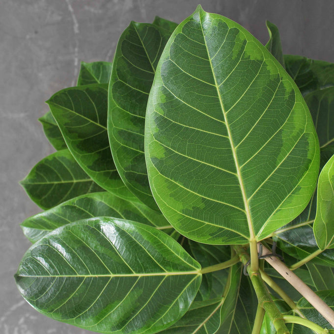 Pasningsvejledning for Ficus Altissima