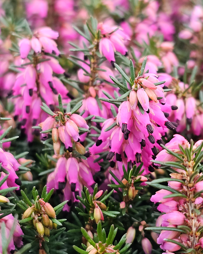 Forårslyng – Farverige blomster tidligt på året