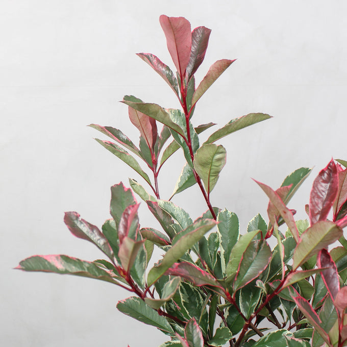 Glansmispel Pink Marble