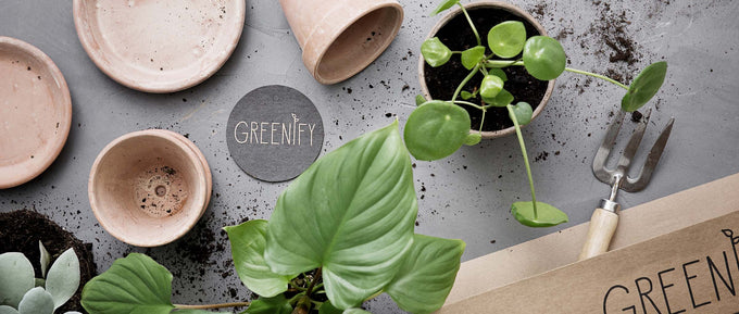 Forårsklargør dine stueplanter