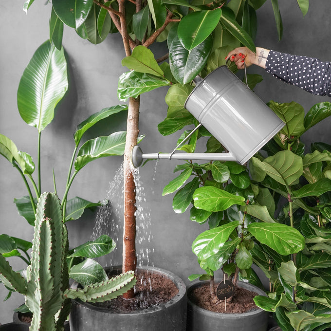 Efterårspleje af stueplanter