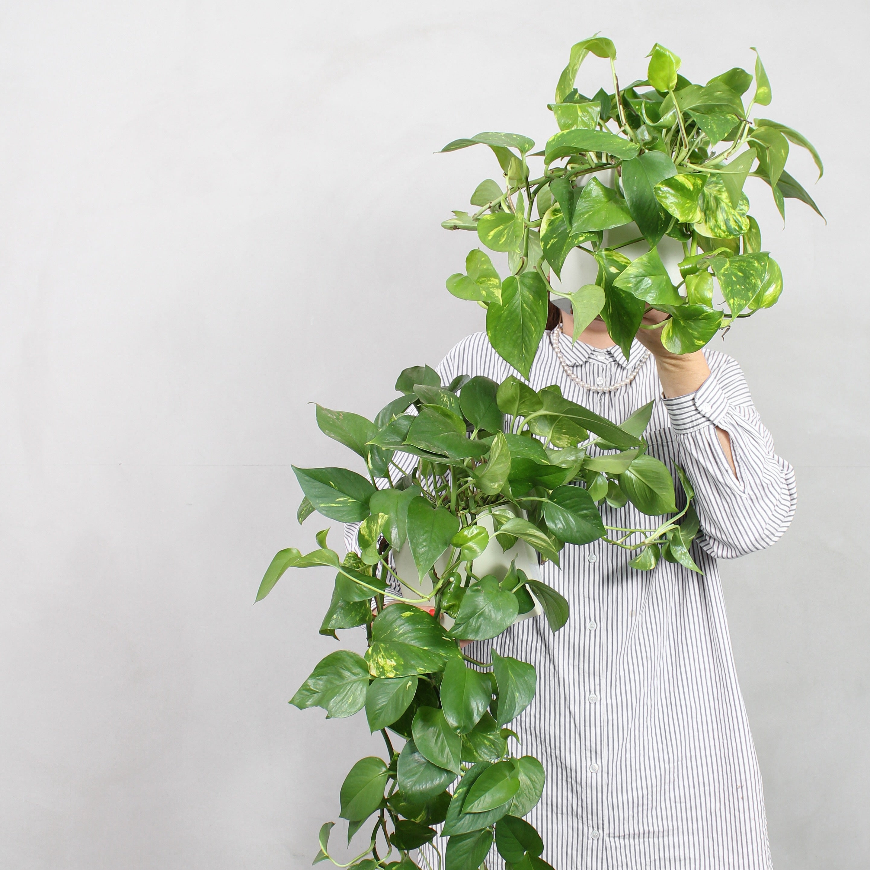 Pasningsvejledning for Guldranke (Epipremnum) – Greenify