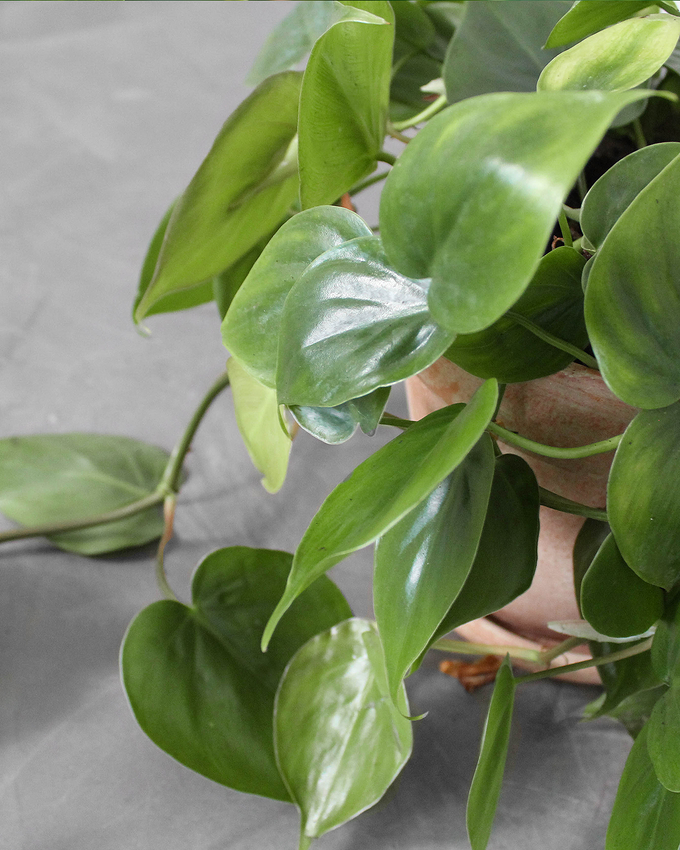 Pasningsvejledning for Hjertephilodendron (Philodendron scandens)