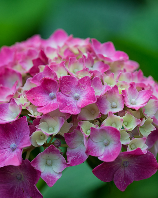 Hortensia – Farverige og populære haveplanter