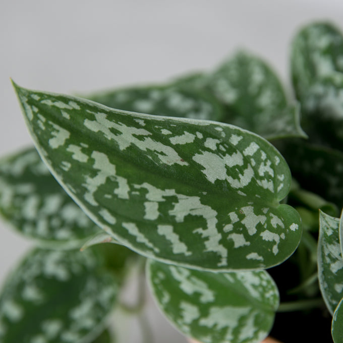 Pasningsvejledning for Måneskin (Scindapsus Pictus)