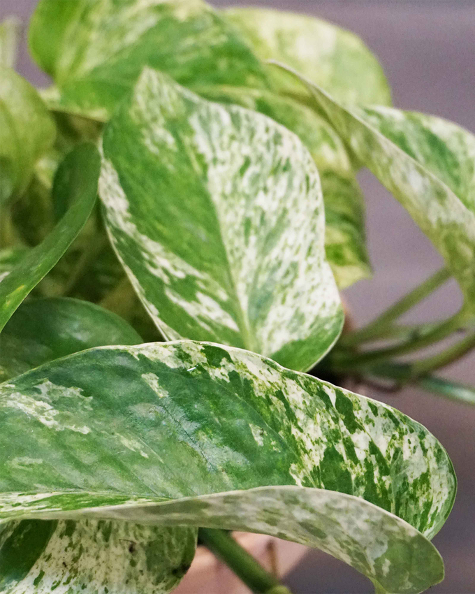 Pasningsvejledning for Marble Queen (Epipremnum aureum)