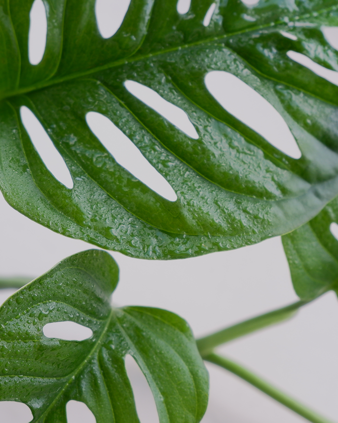 Pasningsvejledning for Monstera Adansonii