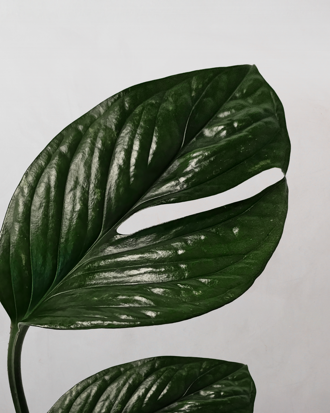 Pasningsvejledning for Monstera Pinnatipartita
