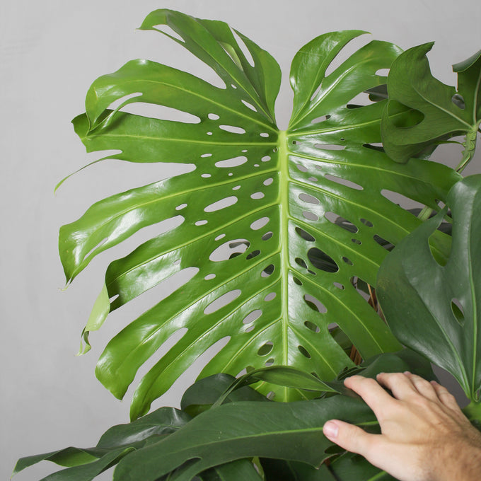Pasningsvejledning for din Monstera Deliciosa