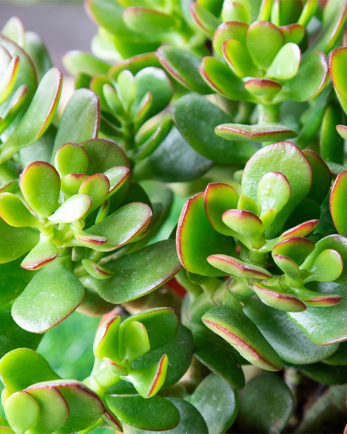 Pasningsvejledning for Paradistræ (Crassula ovata)